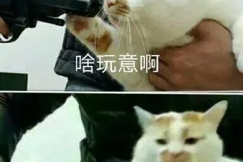 微信封号常态下该何去何从——微信养号封号规则判定